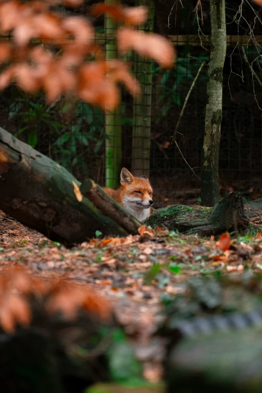 a lone fox lying down in the woods