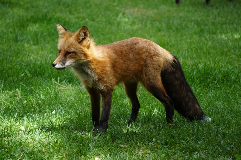 a fox that is standing in the grass