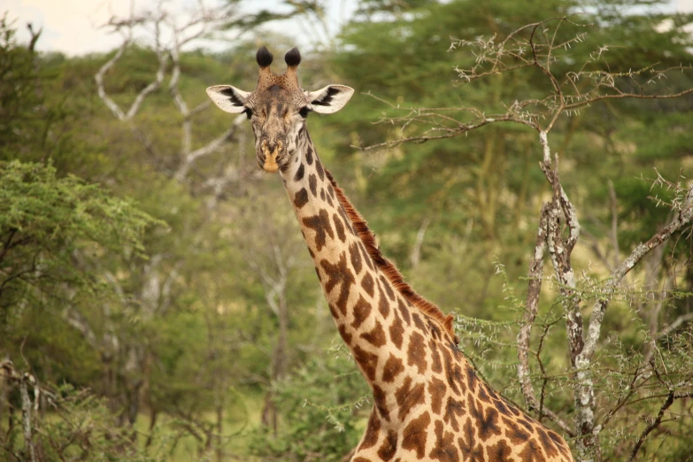 a giraffe is looking straight at the camera