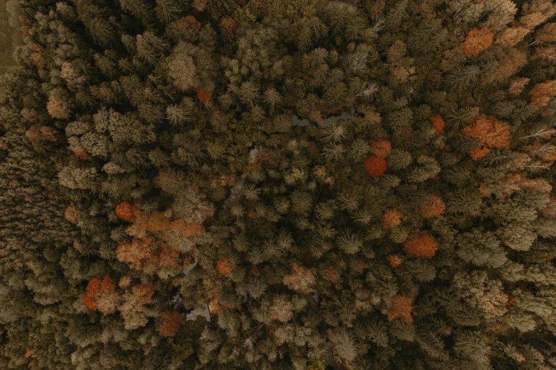 a group of trees is seen from above