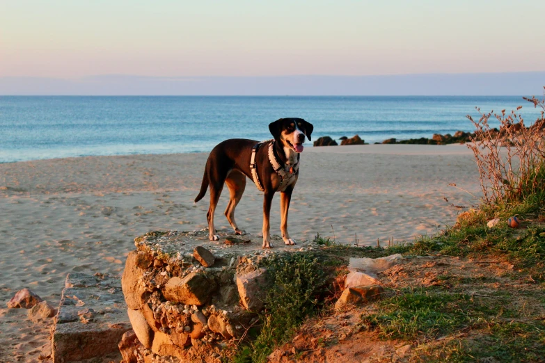 a dog standing on the beach looking at soing