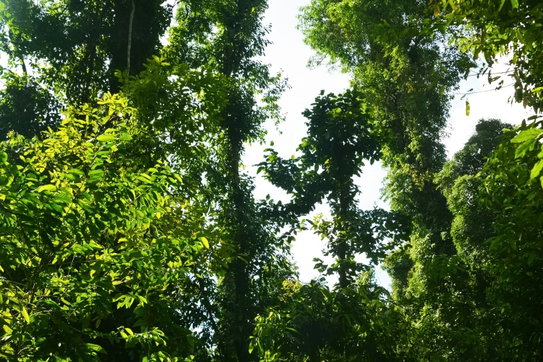 a picture of some trees and leaves against a blue sky