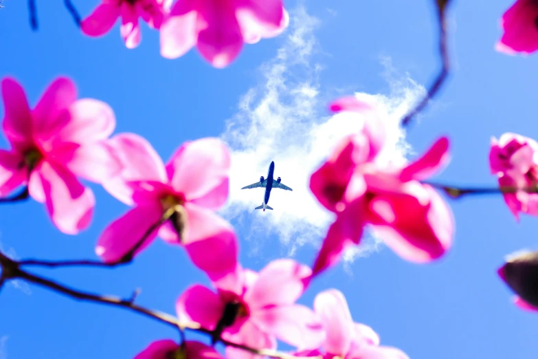 a small plane flying in the sky through some pink flowers