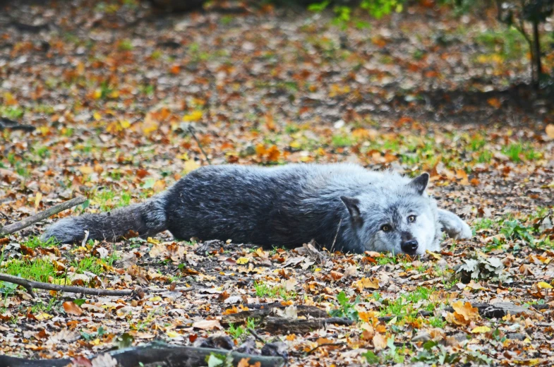 a large animal is laying on top of leaves