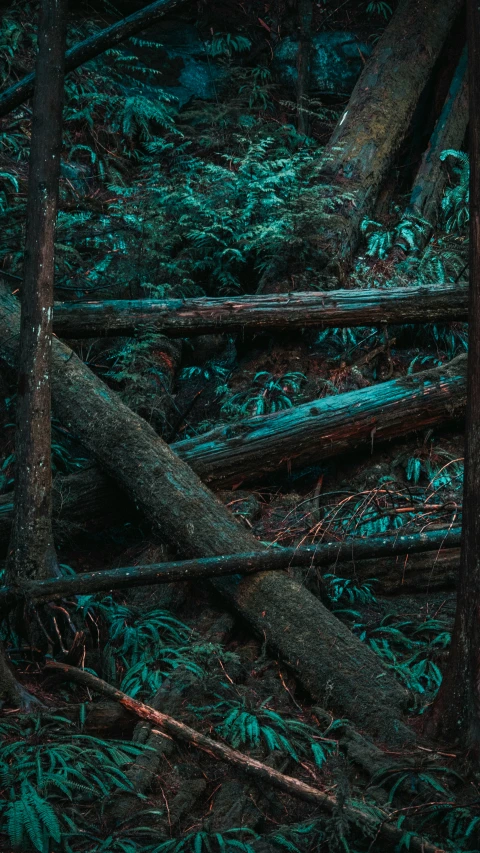 an image of a bear that is sitting alone