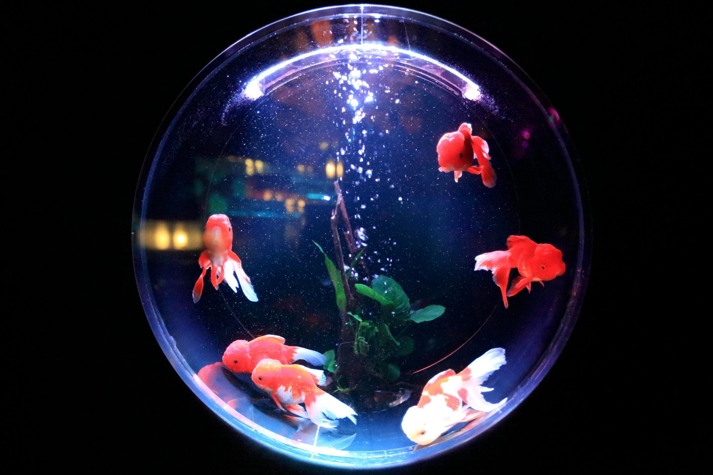 goldfish in a round fish bowl on a black background