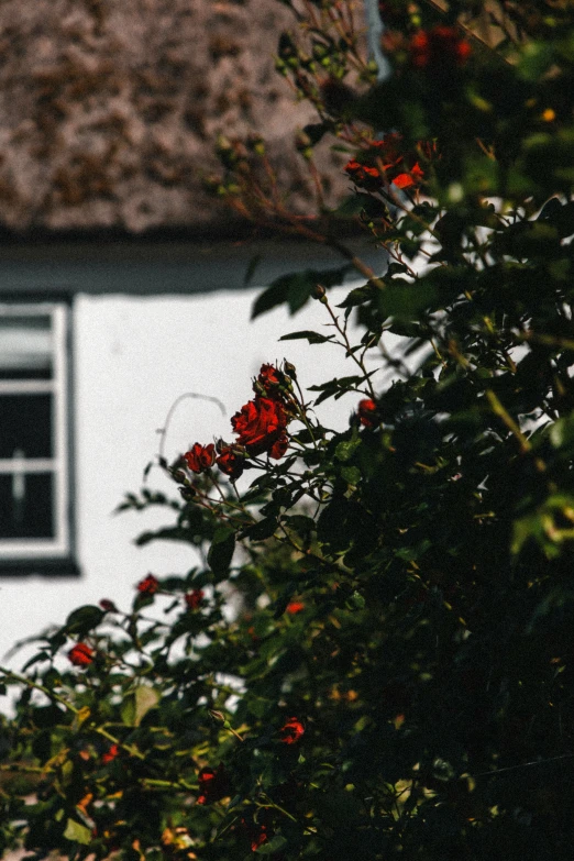 this is a white house with red roses on the bush