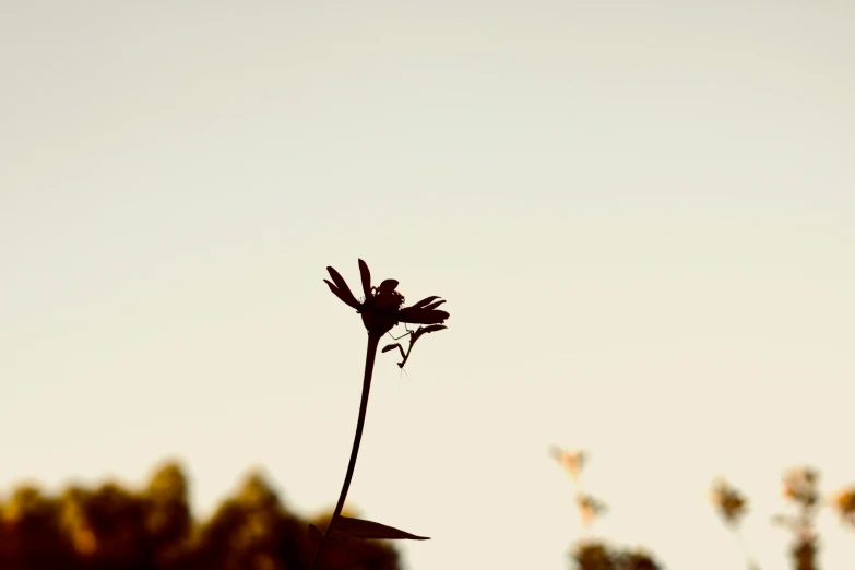 a single flower sticking out of the center of a stalk