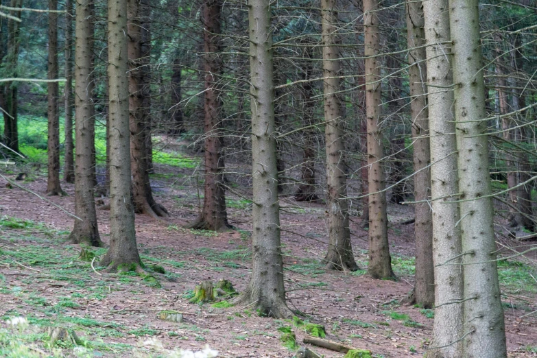 a forest with lots of tall trees on a hill