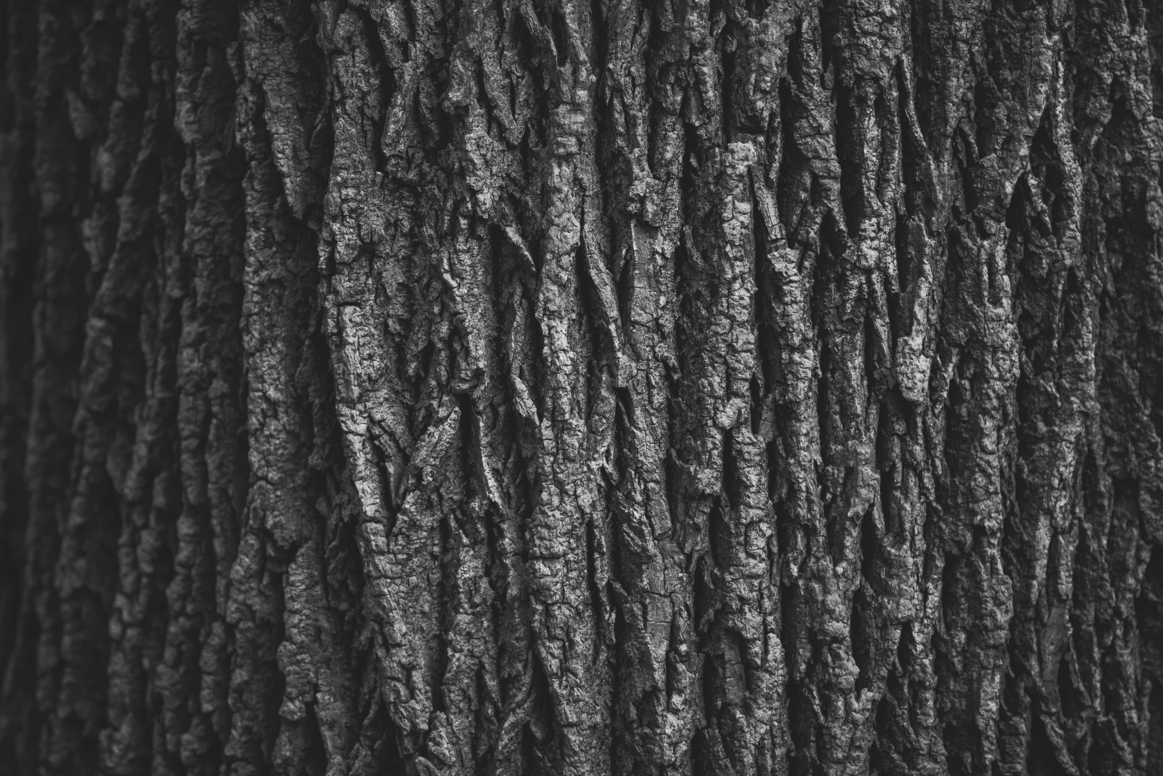 black and white textured pograph of the bark of a tree