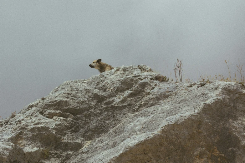 a dog is sitting on top of a rocky outcropping