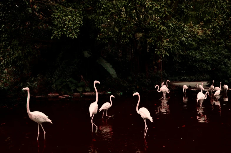 group of flamingos standing in the water together