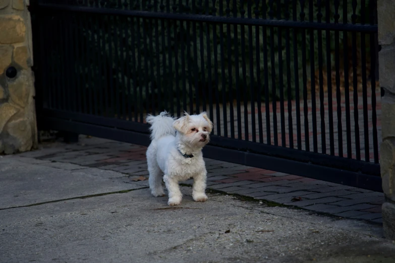 a small white dog standing on top of a sidewalk