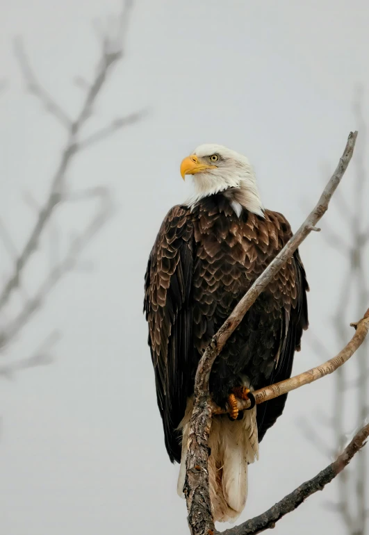 an eagle is sitting on top of a tree nch