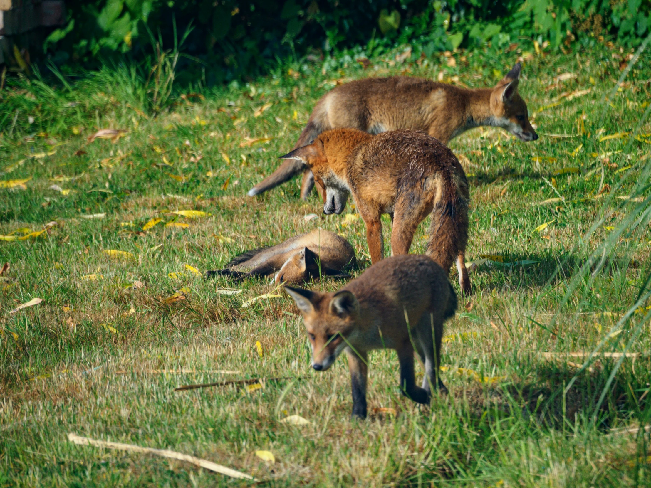 three small animals standing in a green grass field