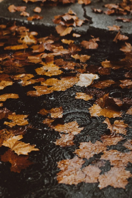 brown leaves falling off the ground, with dark colors