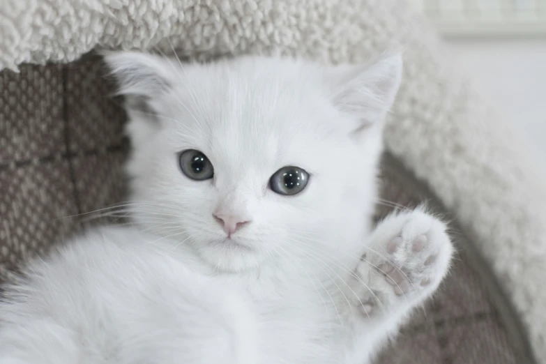 a white kitten has its paws up while sitting in the corner