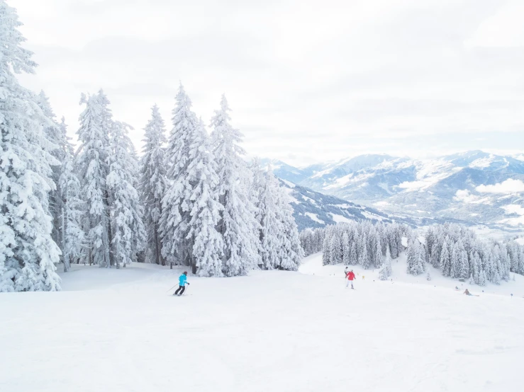 a snowy landscape features many large trees, with two skiers