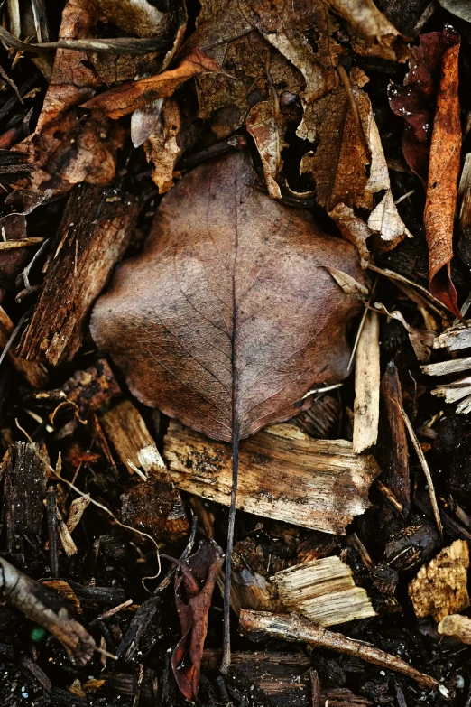 some brown leaves on the ground next to a patch of grass