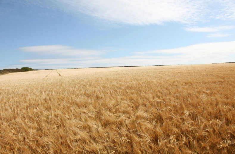 a plane flying over a large open field