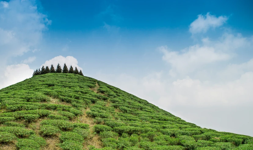 there are trees on the top of the hill