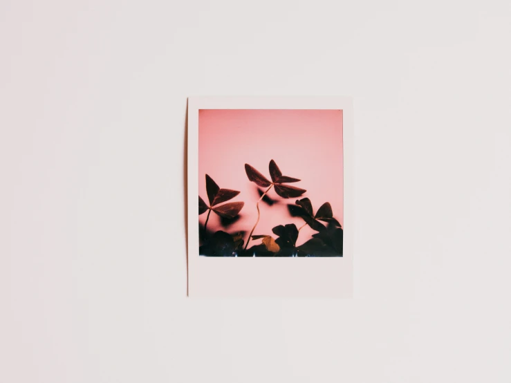a polaroid pograph of flowers on the wall