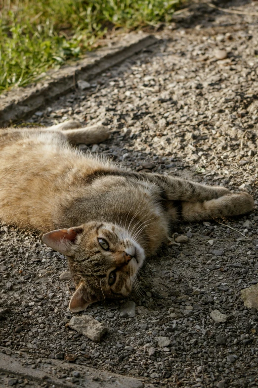a cat that is laying down in the dirt
