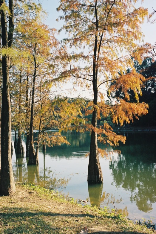 a large lake that is surrounded by trees in the fall