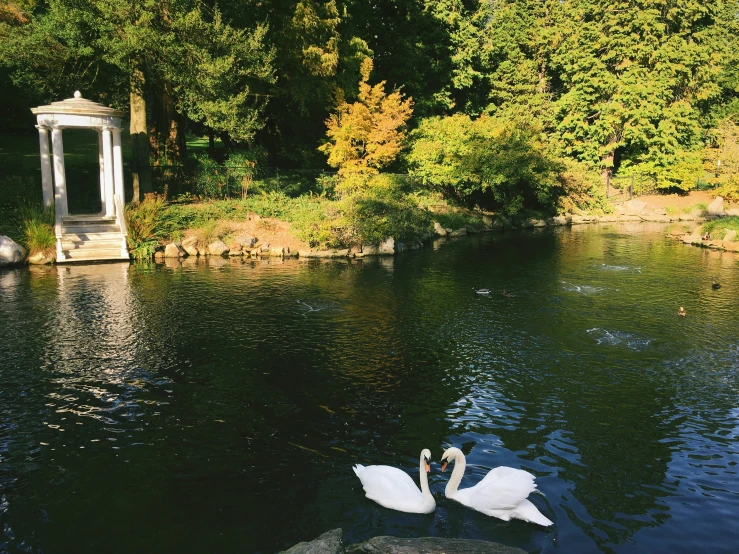 two swans are swimming on a pond in a park