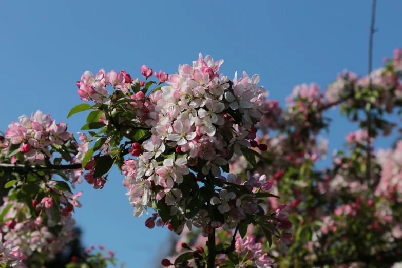 a bunch of flowers are blooming against a blue sky