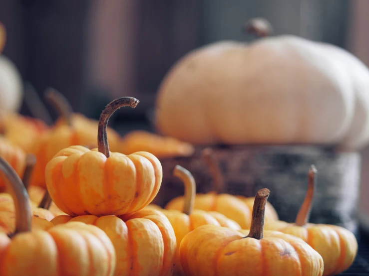 a display of mini pumpkins are on a table