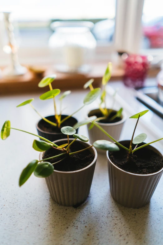 three seedless plants are placed in cup cups