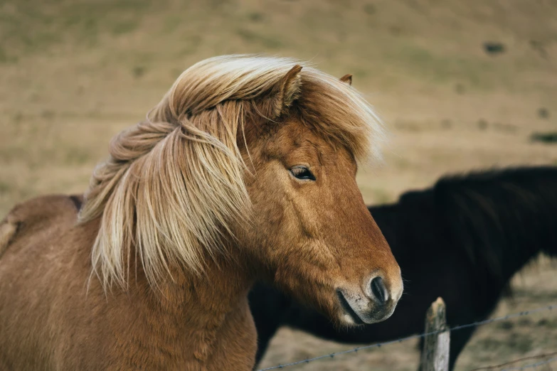 a horse that is standing in the grass