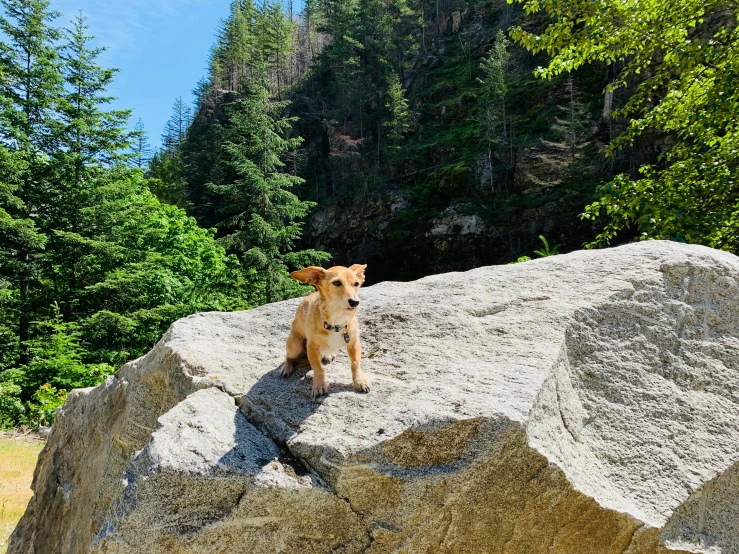 there is a dog that is on a large rock