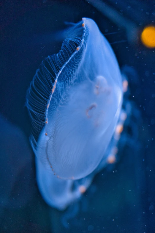 a blue jelly in the dark water