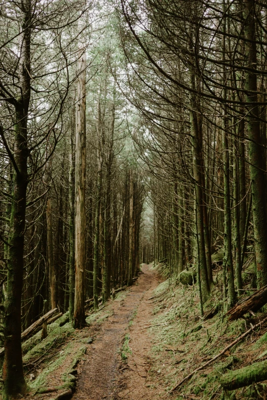 a dirt path through the middle of the forest