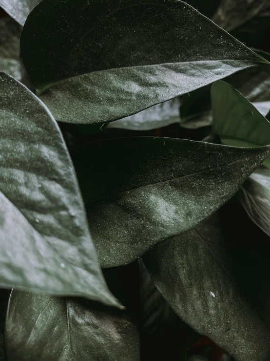 large silver leafy plants that are well - variegated