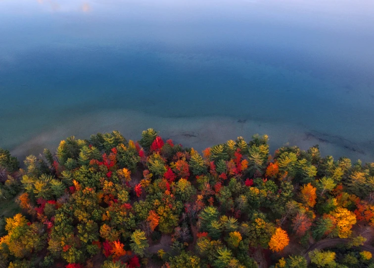 an aerial po of some colorful trees near a large body of water