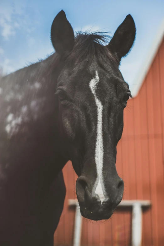 black horse near a barn looking at the camera