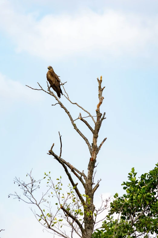 the bird is sitting on the very tall tree