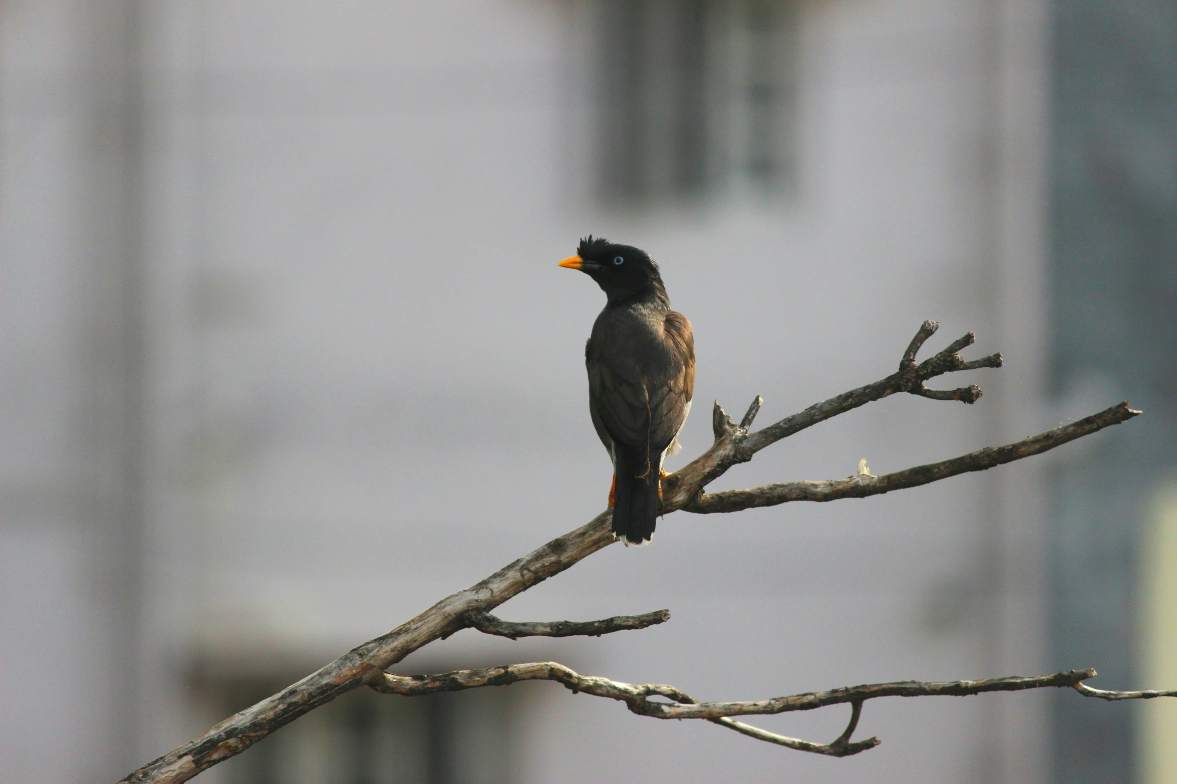 a black bird perched on top of a tree nch