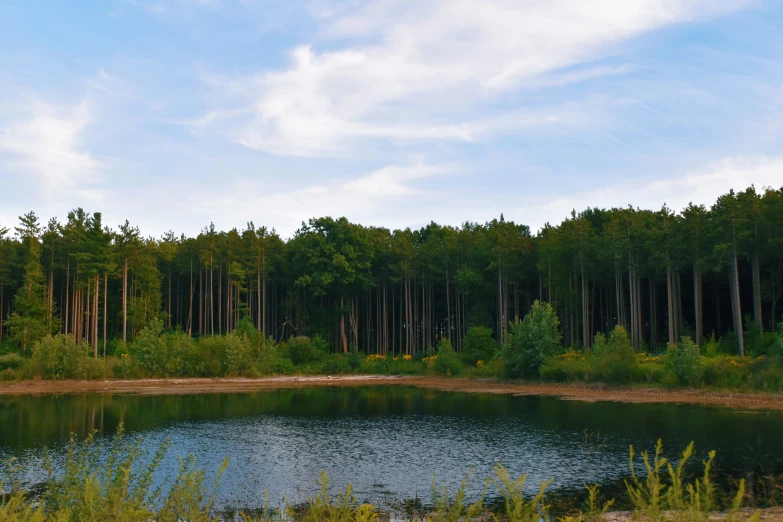 a river in the middle of the woods surrounded by tall grass