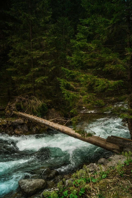 the bear is sitting near a log in the water