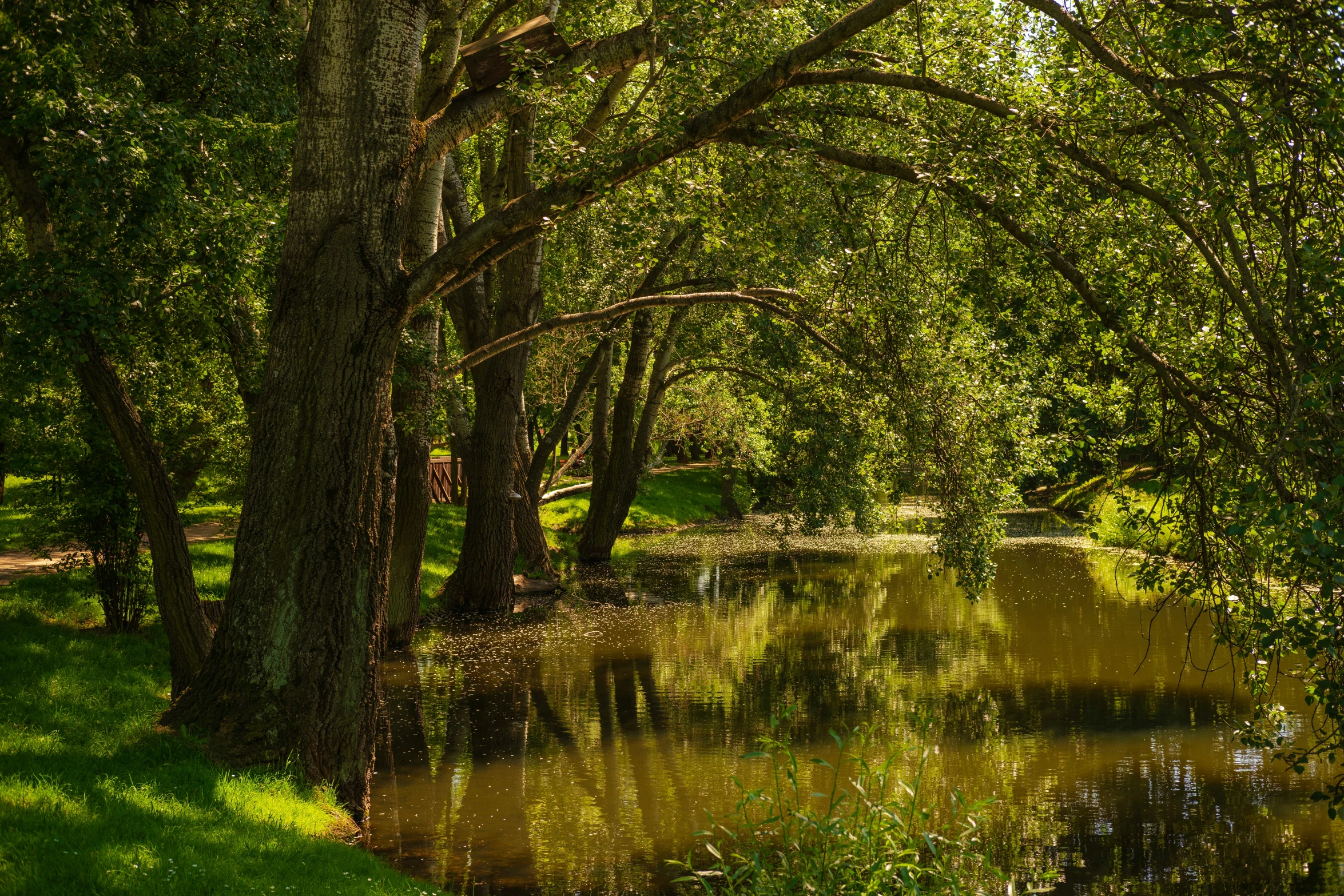 the sun is shining on trees along the water's edge