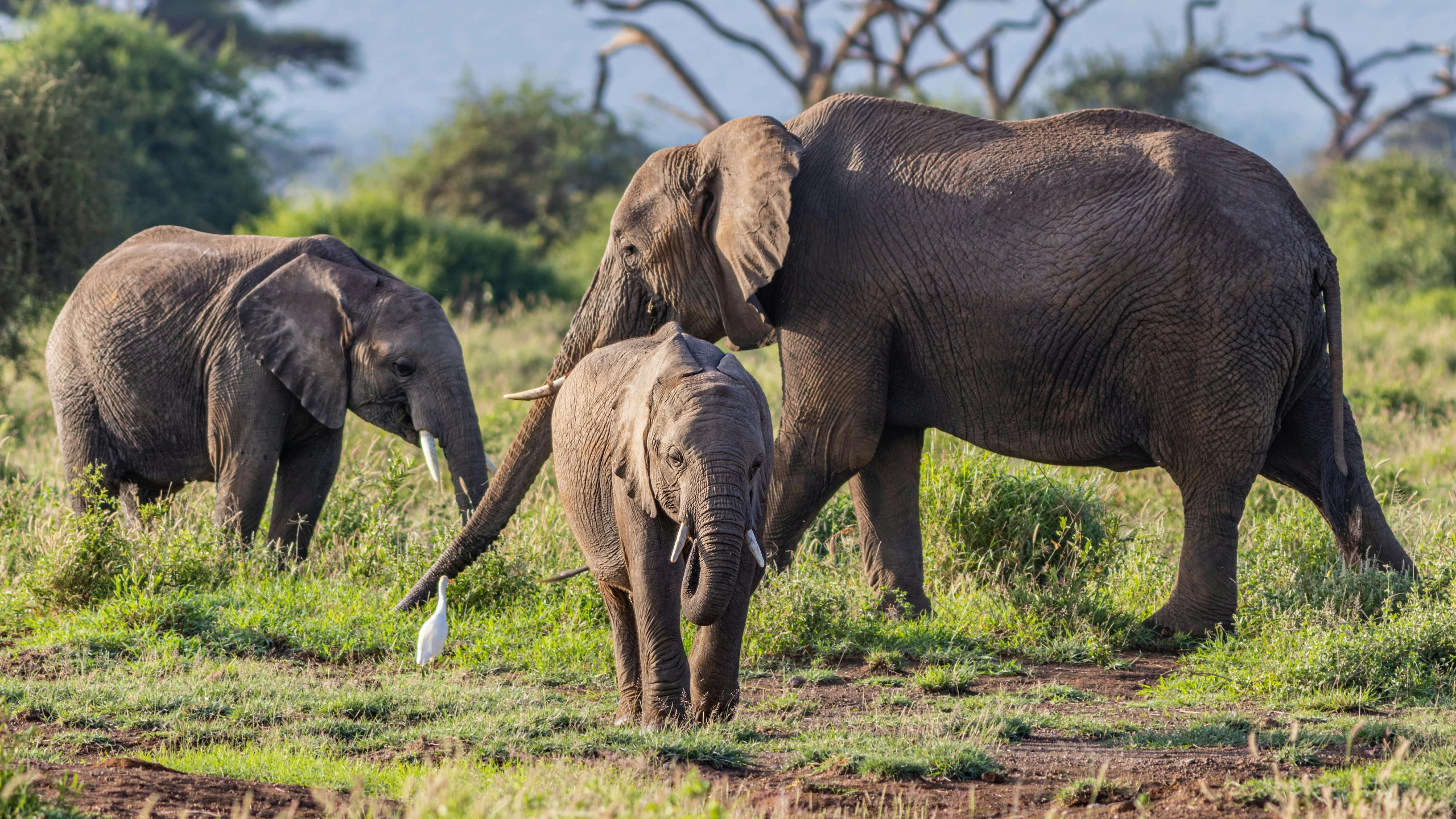 two elephants standing next to each other in a field