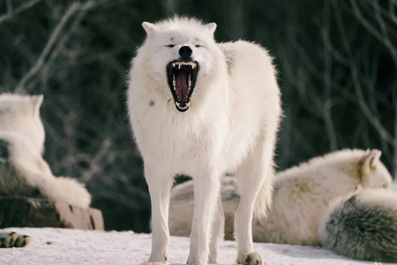 an adult white wolf with teeth and mouth wide open showing