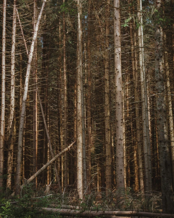 a forest with many tall trees covered in fallen down leaves