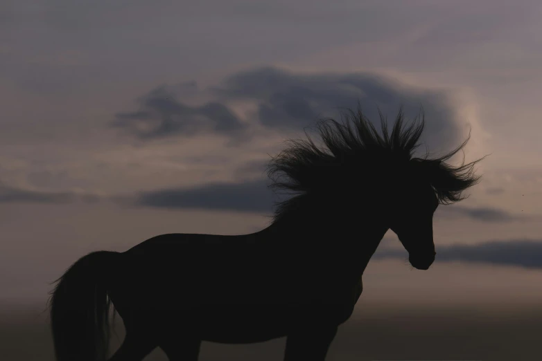 an image of a horse with its hair blowing in the wind