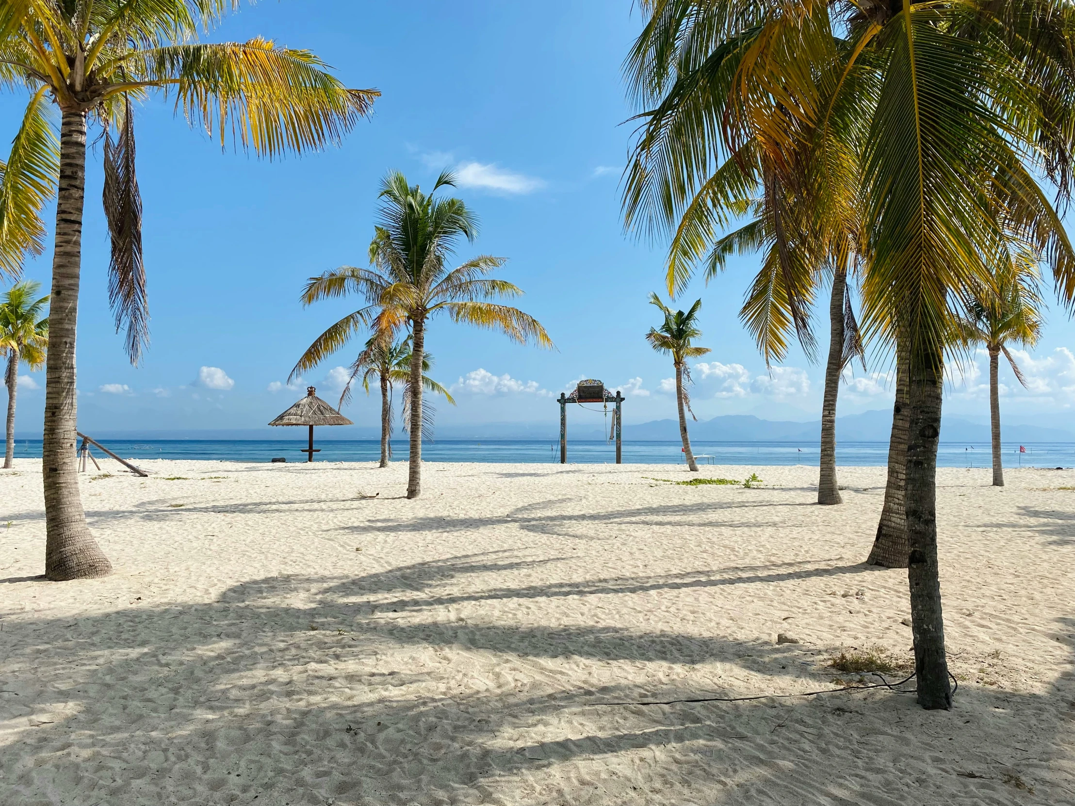 some palm trees are by the beach