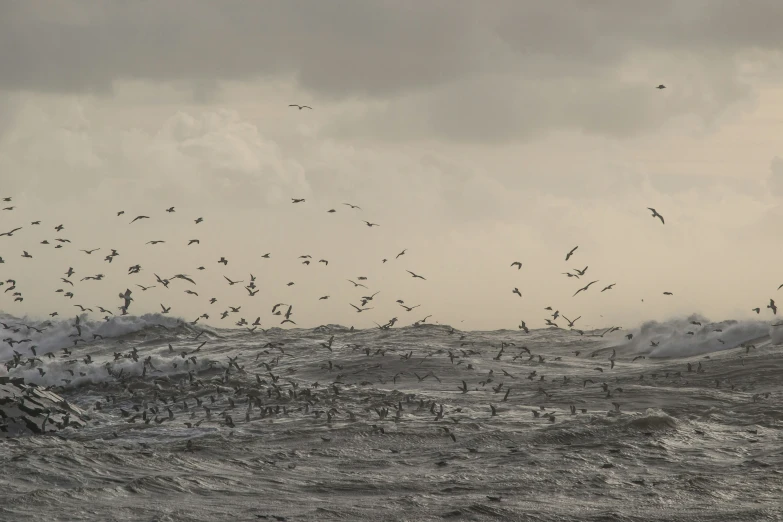 flock of birds flying over the ocean on stormy day
